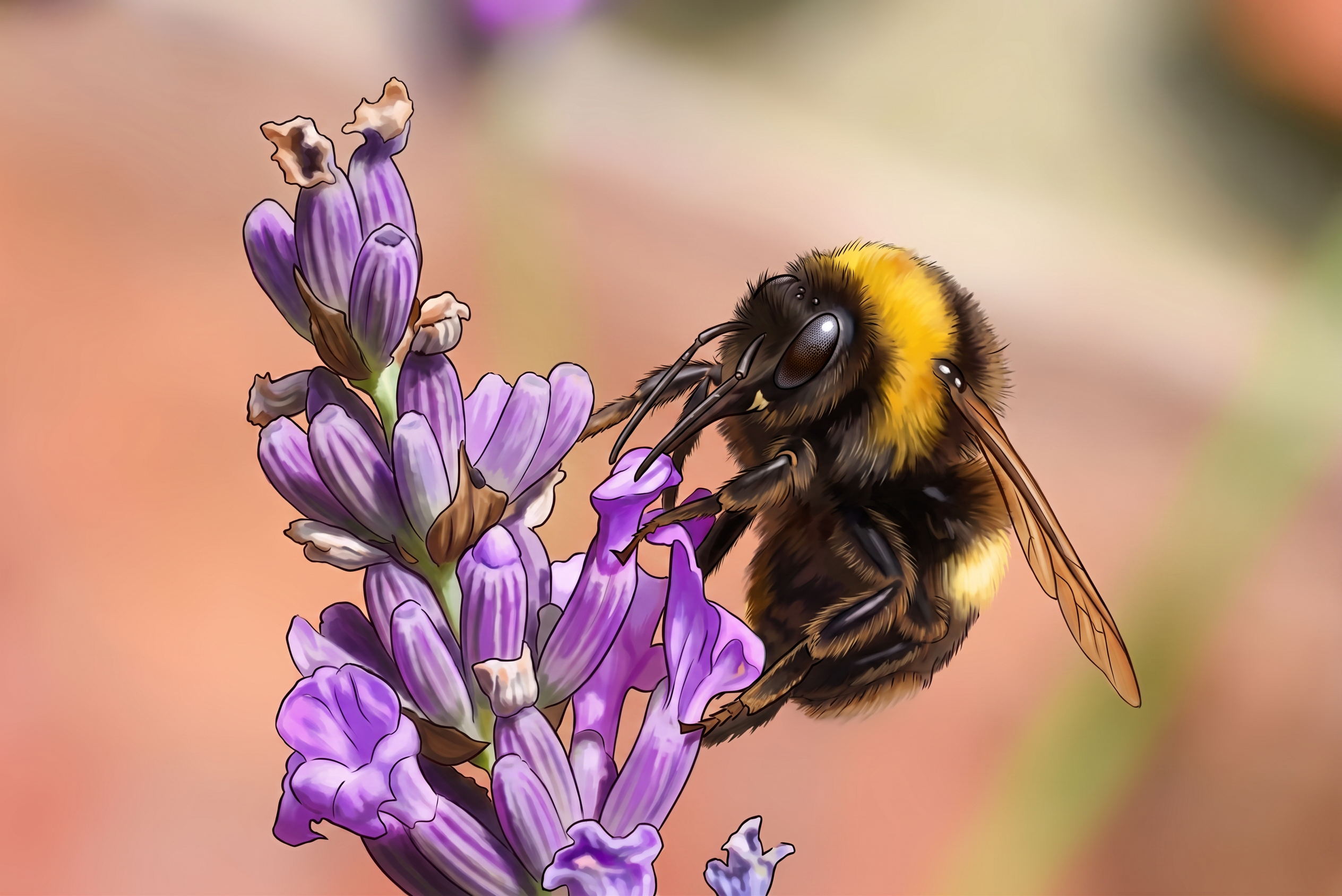 A buff-tailed bumblebee (bombus terrestris) on a flower